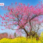 Best time to visit Vietnam for Your Dream Holiday