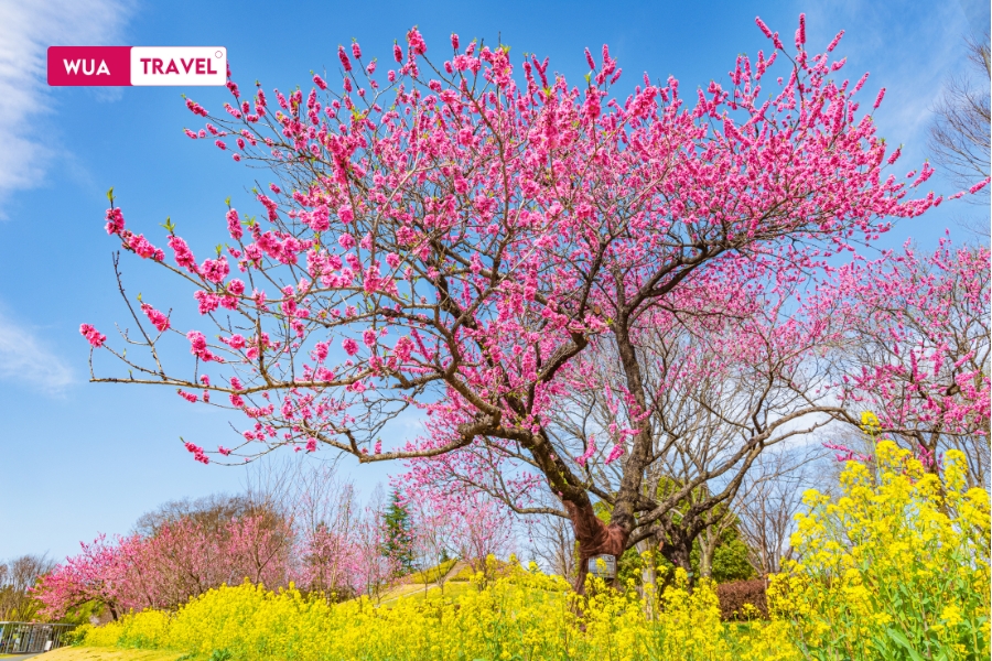 Best time to visit Vietnam for Your Dream Holiday