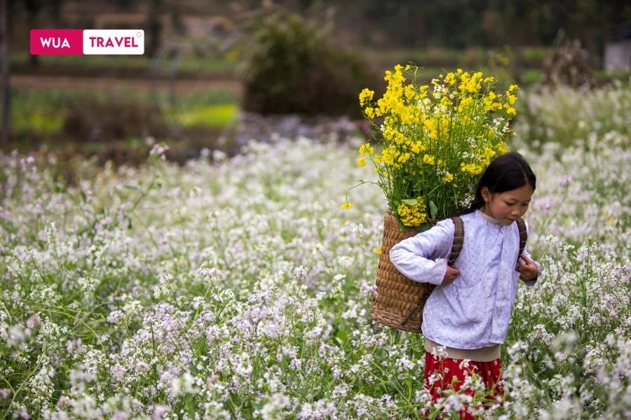Buckwheat flowers in Ha Giang - stunning pink and purple on rocky mountains.