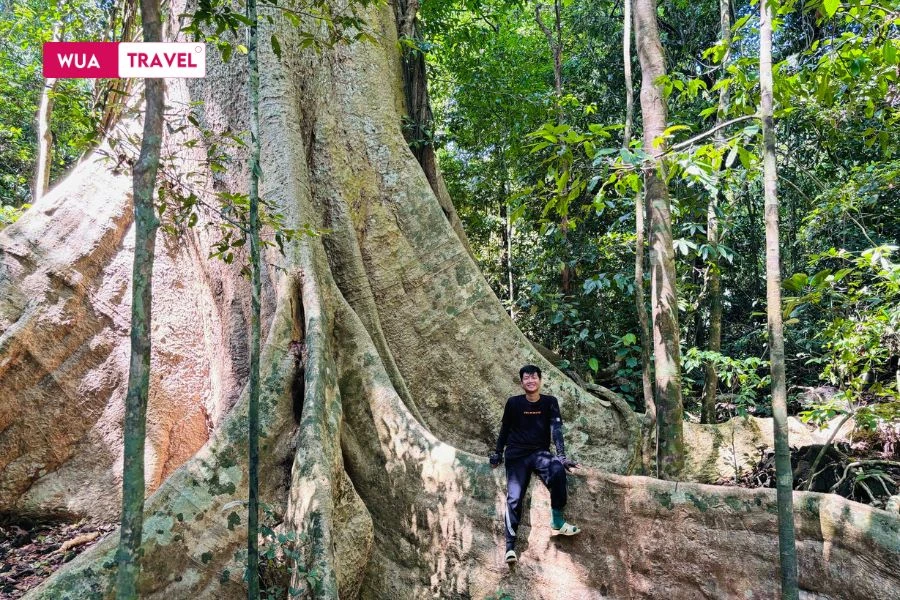 Cat Tien National Park - pristine nature with rich and diverse ecosystem. 