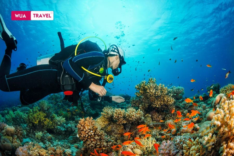 Discover the vibrant underwater world where stunning coral reefs paint a breathtaking masterpiece.