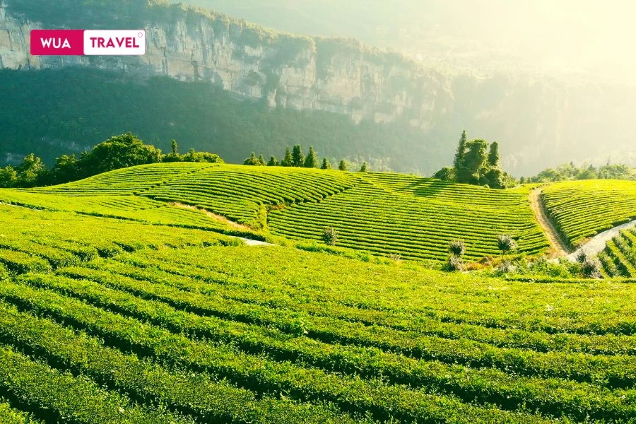 Endless tea hills - lush green carpet stretching to the horizon.
