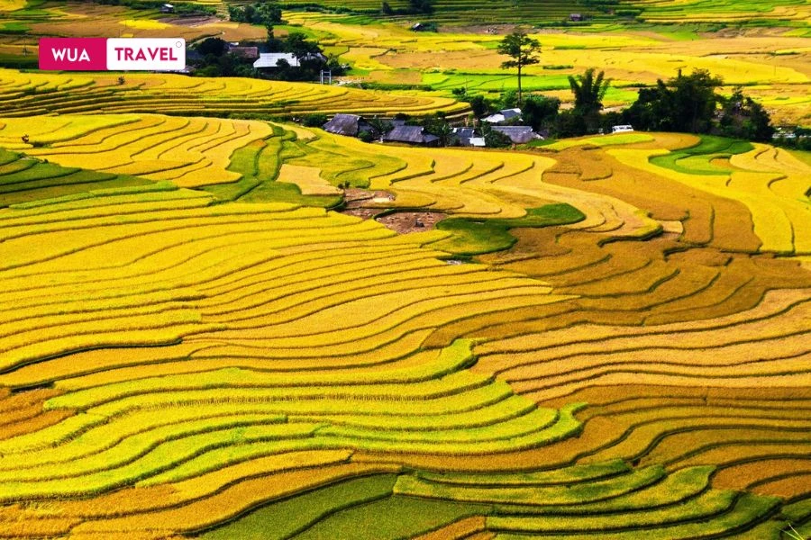 Golden terraced fields at harvest season - a vibrant natural painting.
