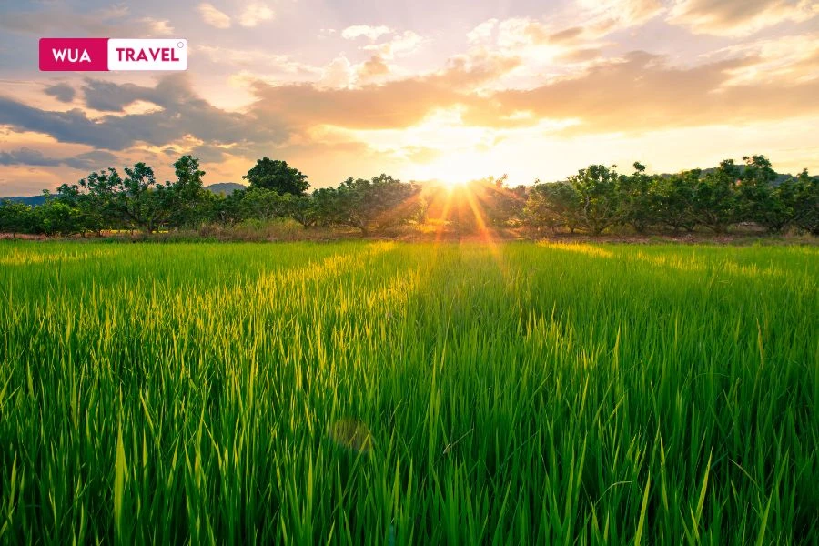 Lush green rice fields - fresh green colors of young rice season