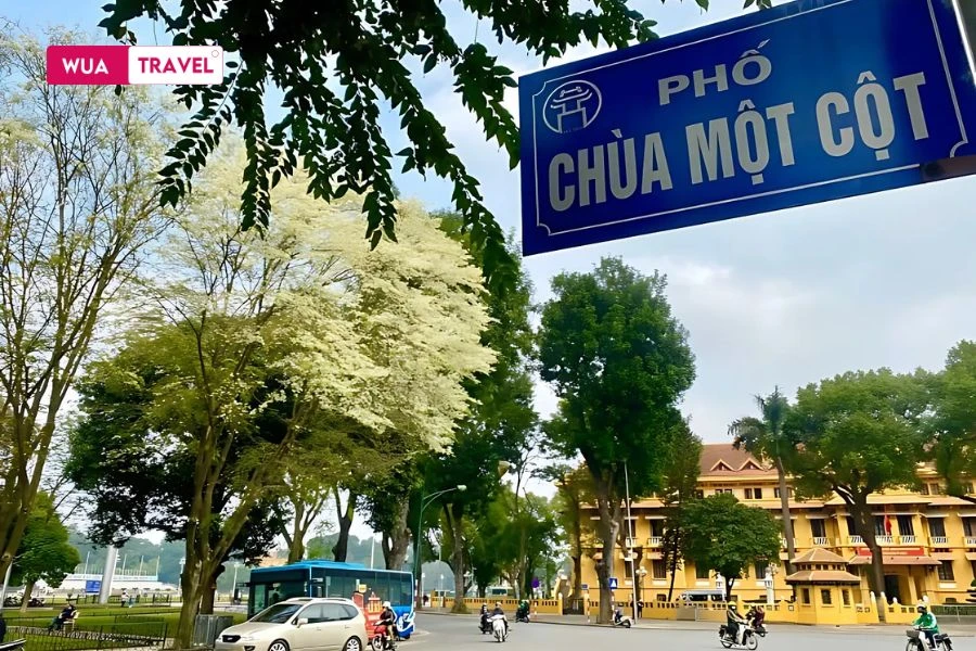The scent of milk flowers lingers, holding footsteps on Hanoi's walking street.