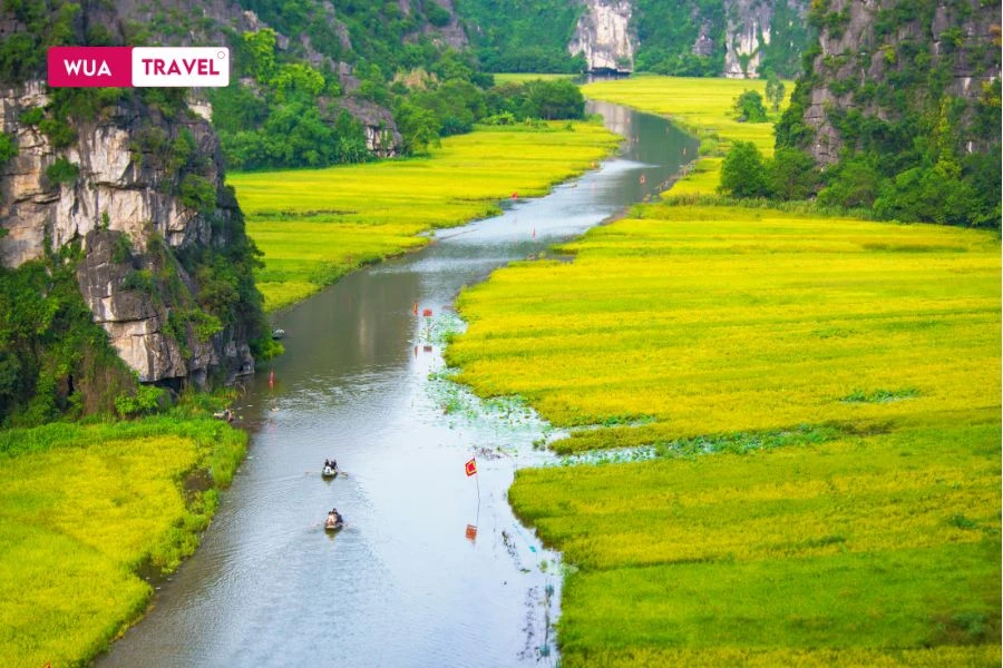 Golden rice fields and limestone peaks—Ninh Binh's timeless beauty