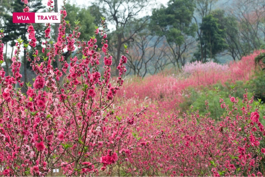Peach blossoms blooming throughout the forest - vibrant pink heralding spring's arrival. 