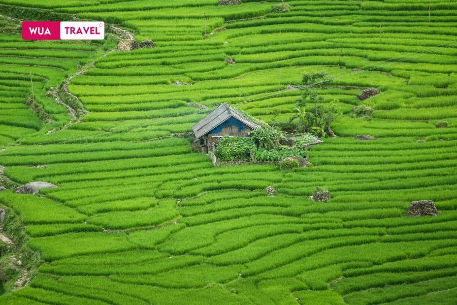 Sapa fresh green young rice - renewed beauty of planting season