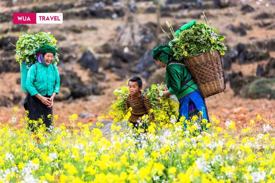  Sapa mustard flowers - brilliant golden flower carpet blooming in Northwest mountain landscape