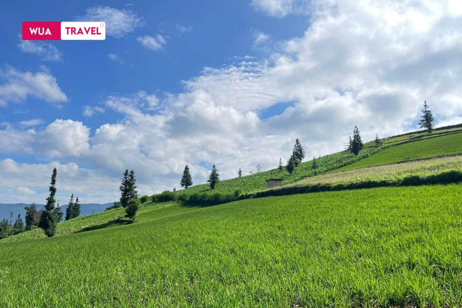 Suoi Thau Grassland - lush green meadows of Ha Giang