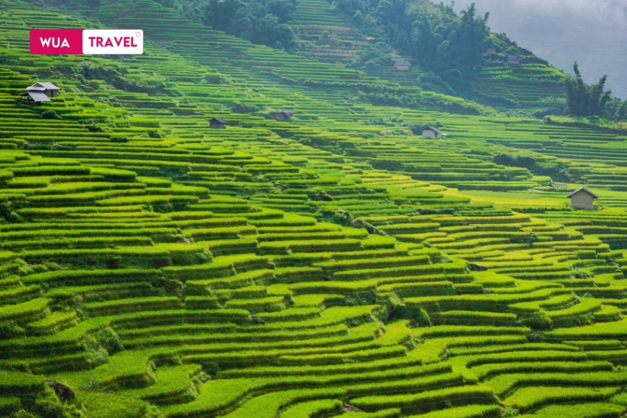  Sapa terraced rice fields - masterpiece of nature in Northwest mountains