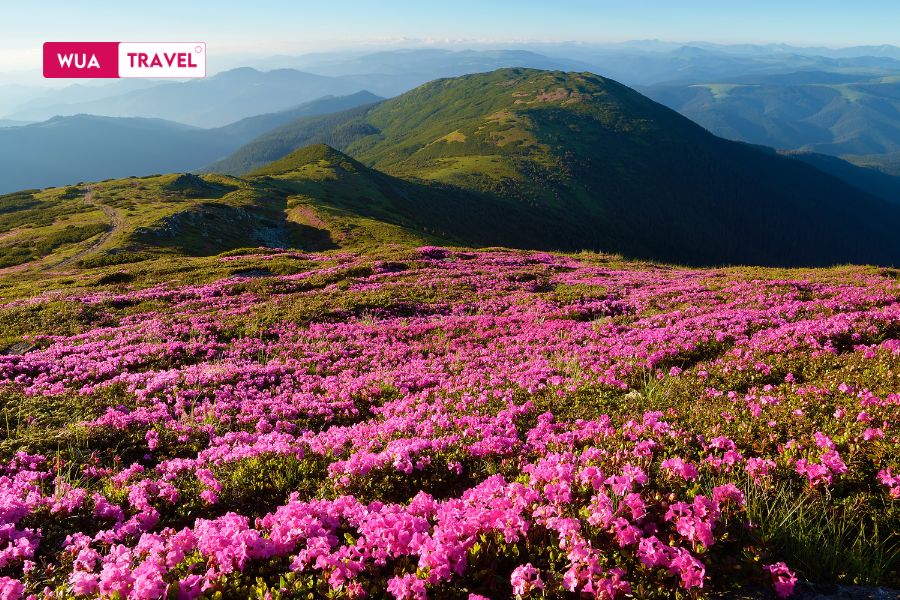 Vietnam in April – blooming flowers, clear skies, and a peaceful heart.