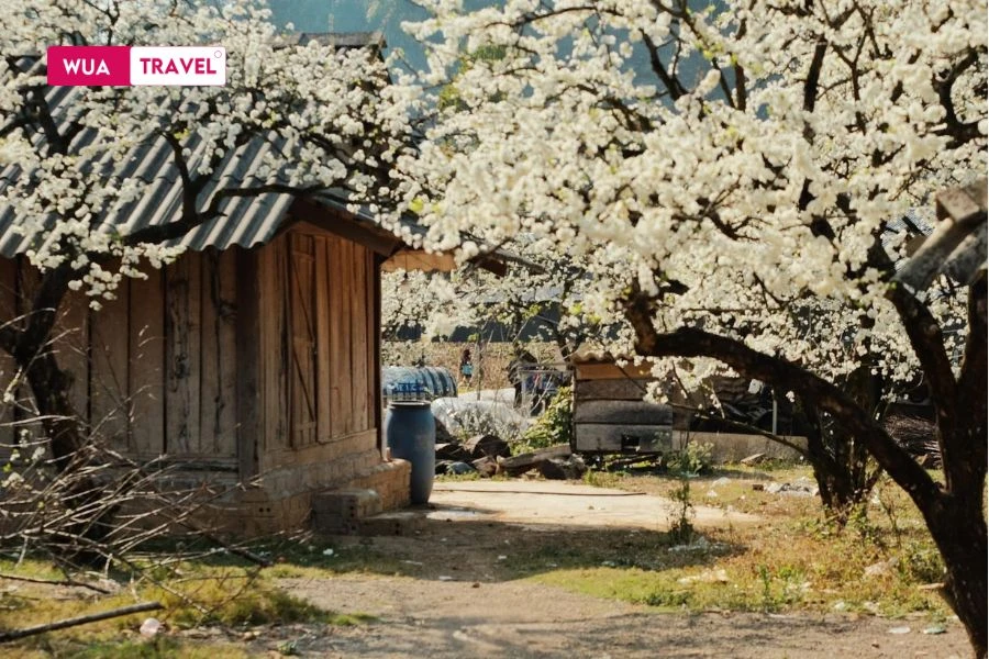 White plum blossoms in Sapa - pure beauty of Northwest mountains
