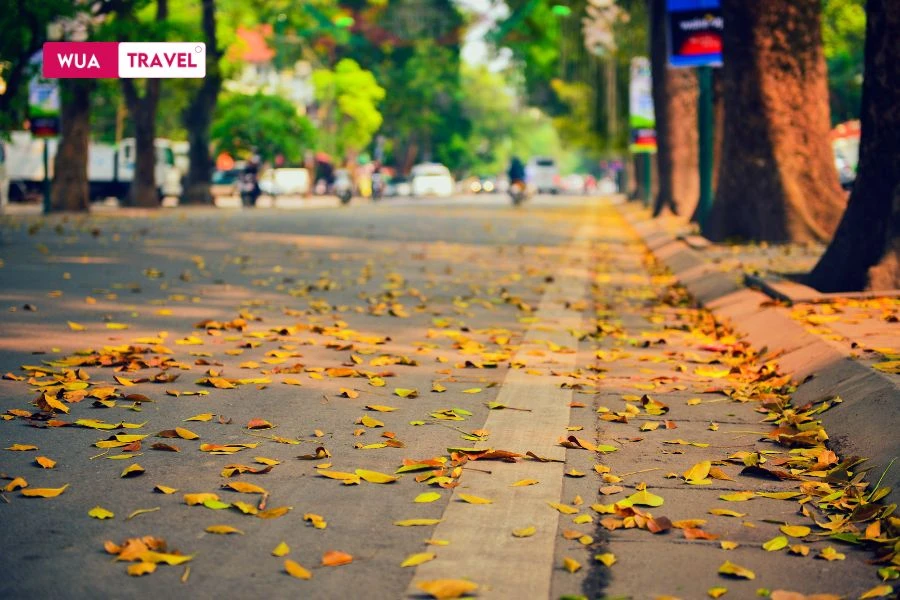 Autumn stroll in Hanoi – savoring milk flower scents and crisp air.