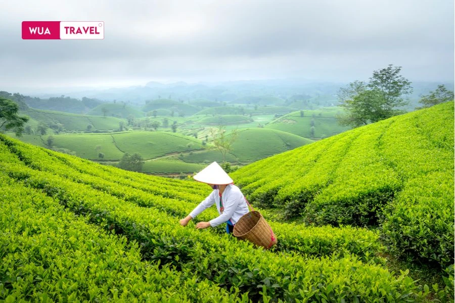 Cau Dat Tea Hill – endless green, morning mist, and the whisper of mountain breeze.