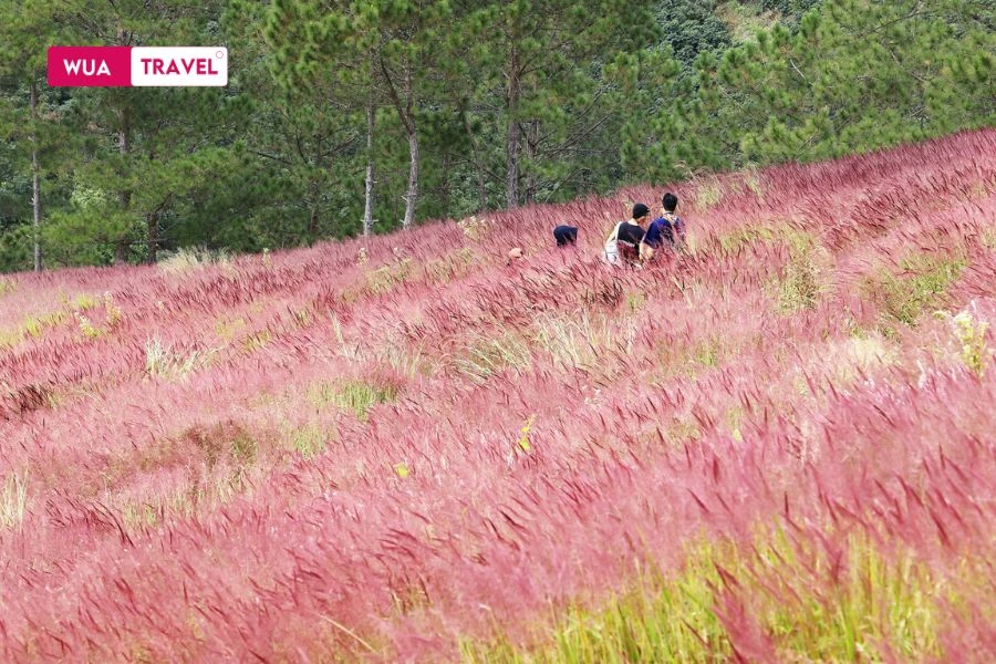 Dalat reed grass hill – gentle beauty amidst the poetic landscape.