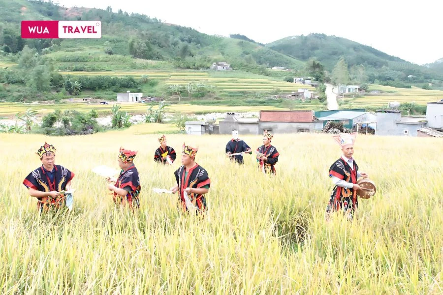 Golden Season Festival in the highlands – a cultural celebration amid ripened rice fields.