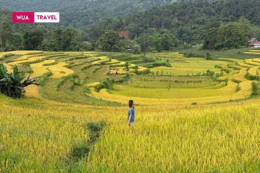 Harvest season in Ha Giang – golden terraces amidst majestic mountains.