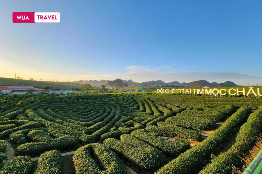  Heart-shaped Tea Hill in Moc Chau – a romantic check-in spot surrounded by endless green hills of northern Vietnam.
