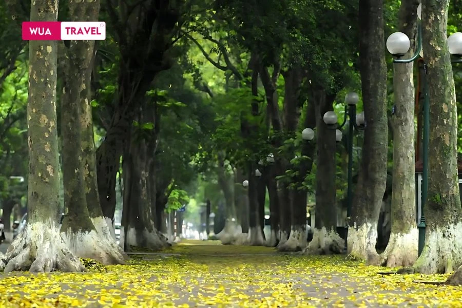 Phan Dinh Phung in autumn – golden leaves, soft sunlight, peaceful street.
