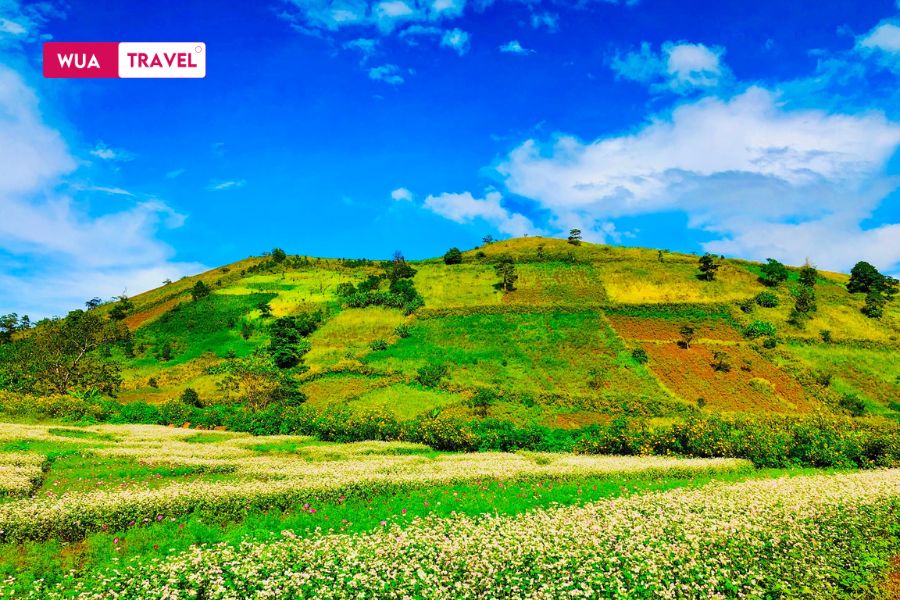 Vietnam in November – late autumn in the North, wild sunflowers in bloom, and a gentle chill in the air.