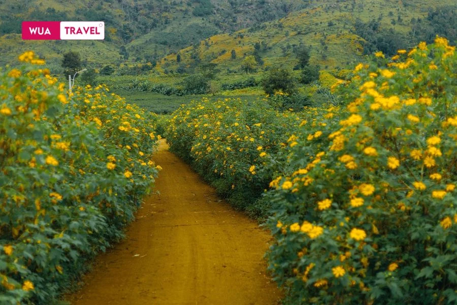 Wild sunflowers in Gia Lai – a golden bloom in the Central Highlands.